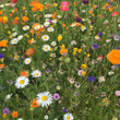 Load image into Gallery viewer, One free pack of bee saving seeds