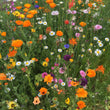 Load image into Gallery viewer, One free pack of bee saving seeds