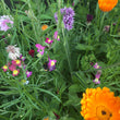 Load image into Gallery viewer, One free pack of bee saving seeds