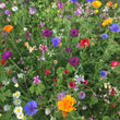 Load image into Gallery viewer, Box of bee saving seeds x 100 packets